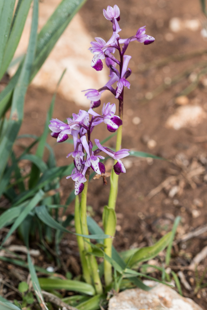 Orchis longicornu