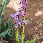 Orchis longicornu