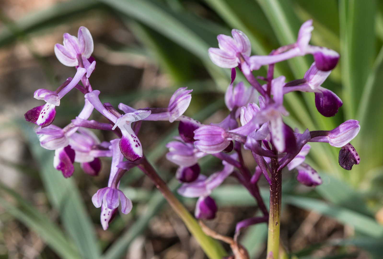 Orchis  longicornu_(2)