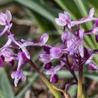 Orchis  longicornu_(2)