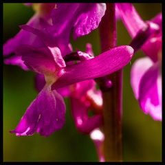 Orchis mascula