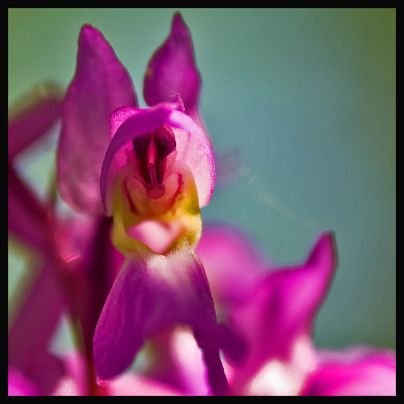 Orchis mascula -2-