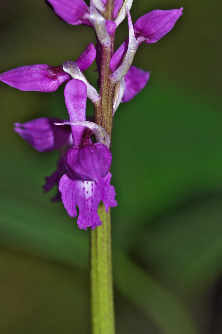 Orchis mascula (2)