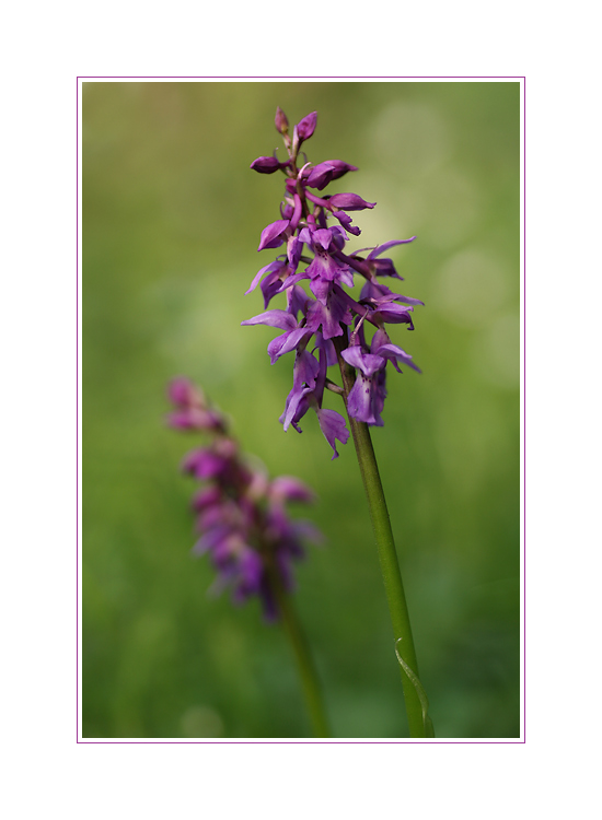 Orchis mascula