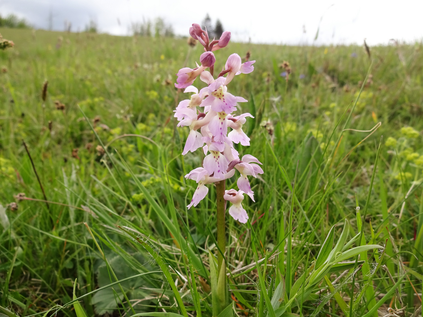 Orchis mascula ?