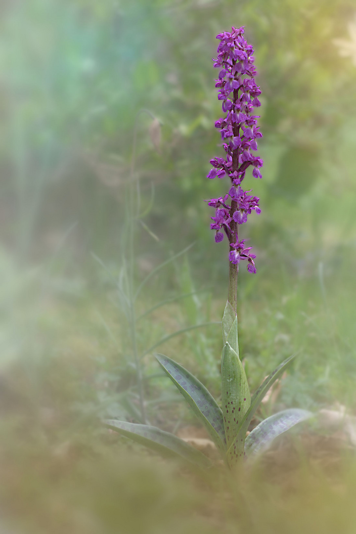 Orchis mascula