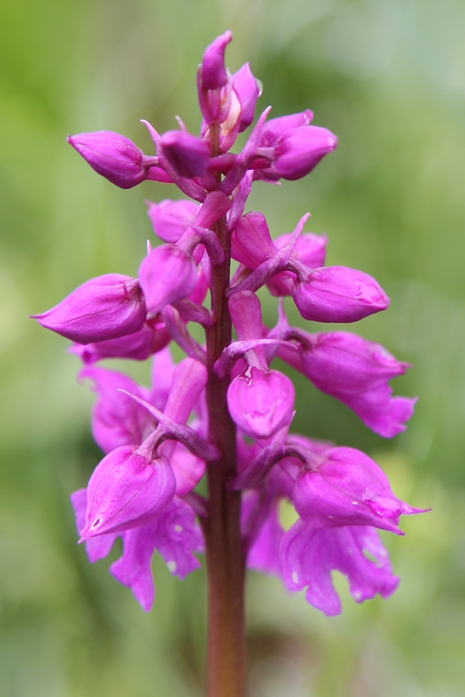 Orchis Mascula ????