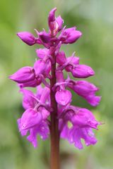 Orchis Mascula ????