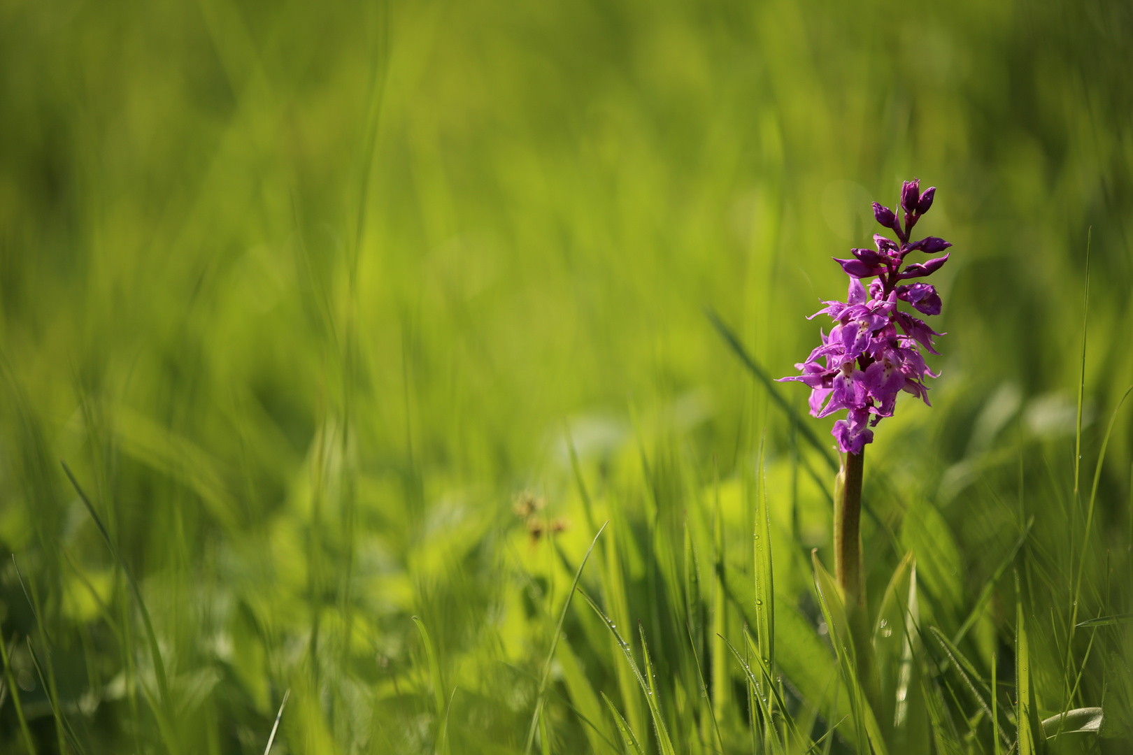 Orchis mascula