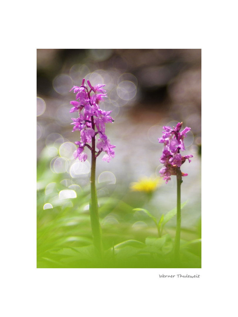 Orchis mascula