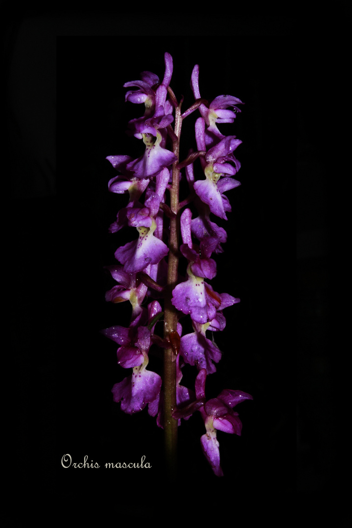 Orchis mascula