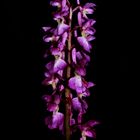 Orchis mascula