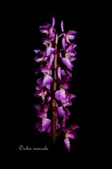 Orchis mascula