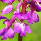 Orchis mascula