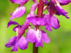 Orchis mascula