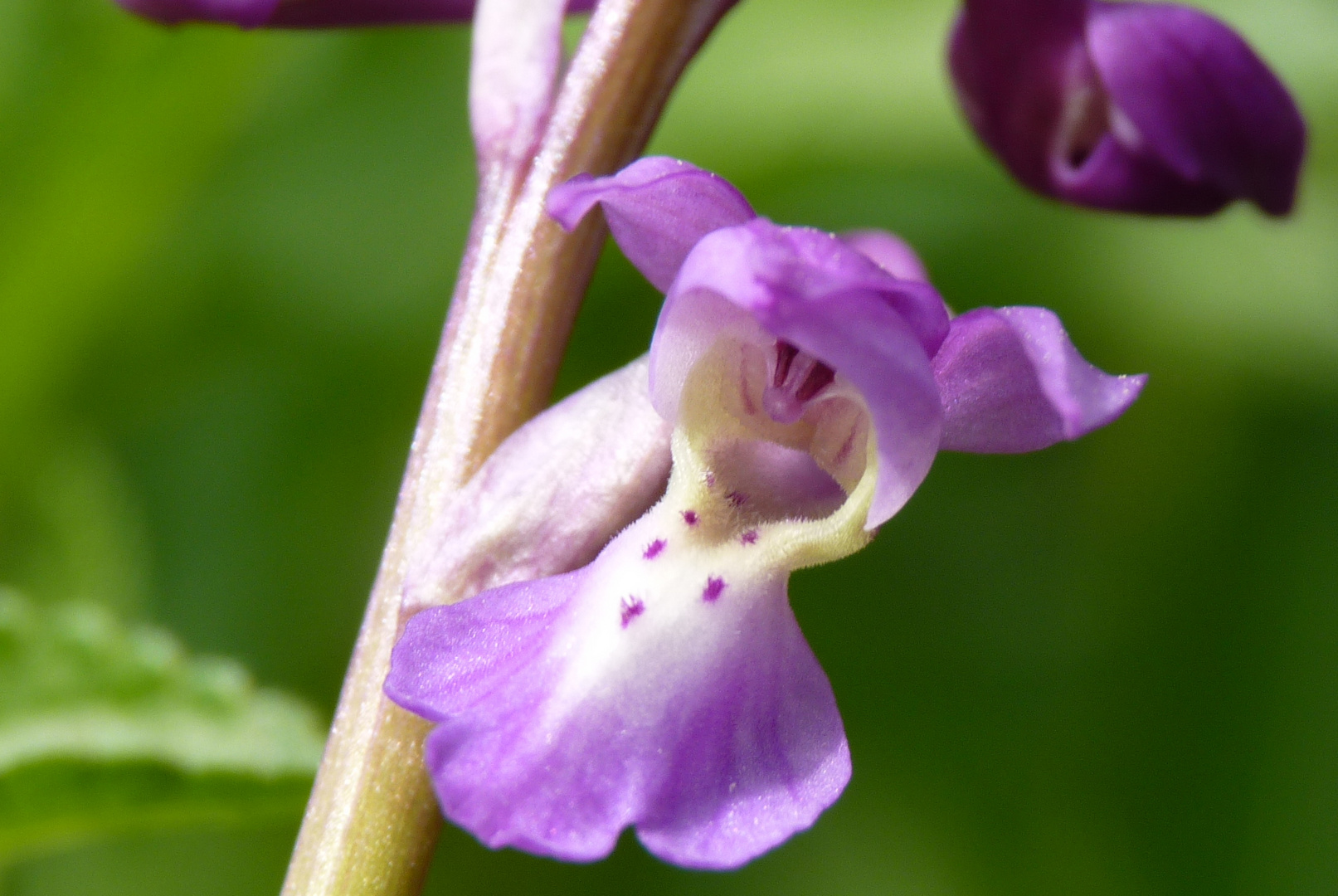 Orchis mascula