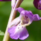 Orchis mascula