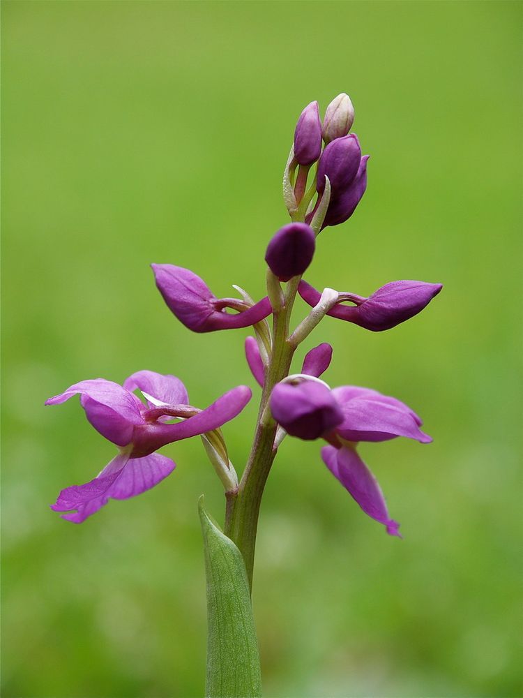 Orchis Mascula