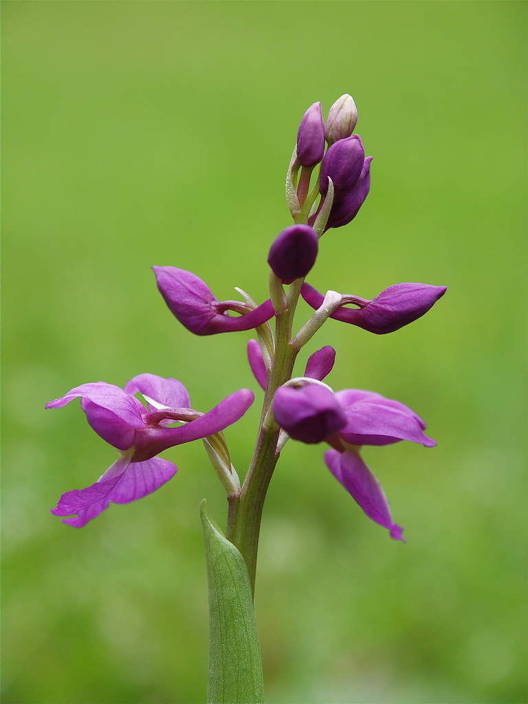 Orchis Mascula