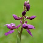 Orchis Mascula