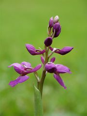 Orchis Mascula