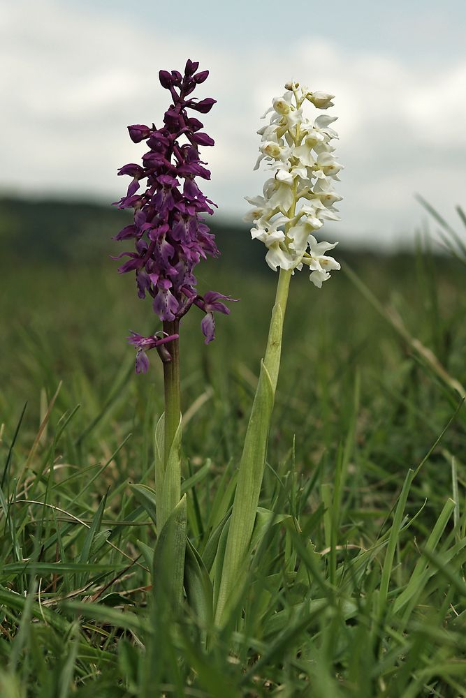 Orchis mascula