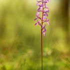 Orchis mascula