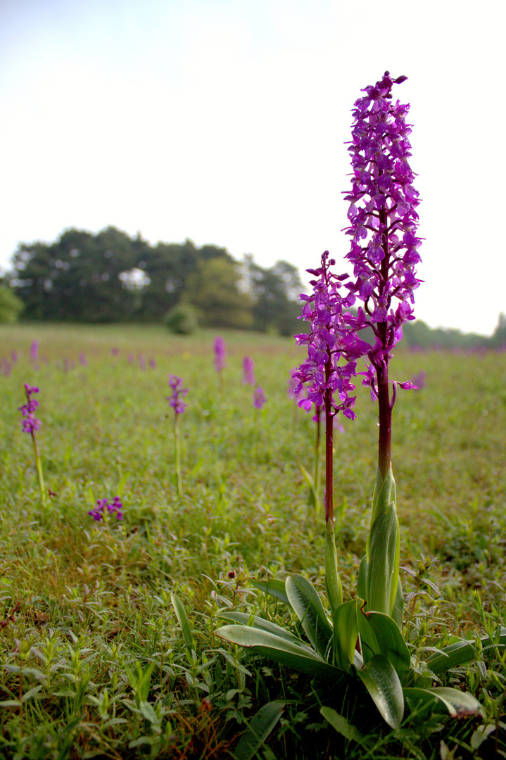 Orchis mascula