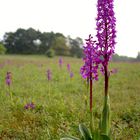 Orchis mascula