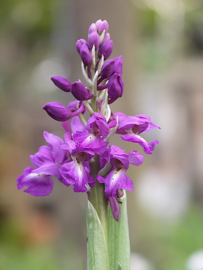 Orchis Mascula