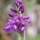 Orchis Mascula