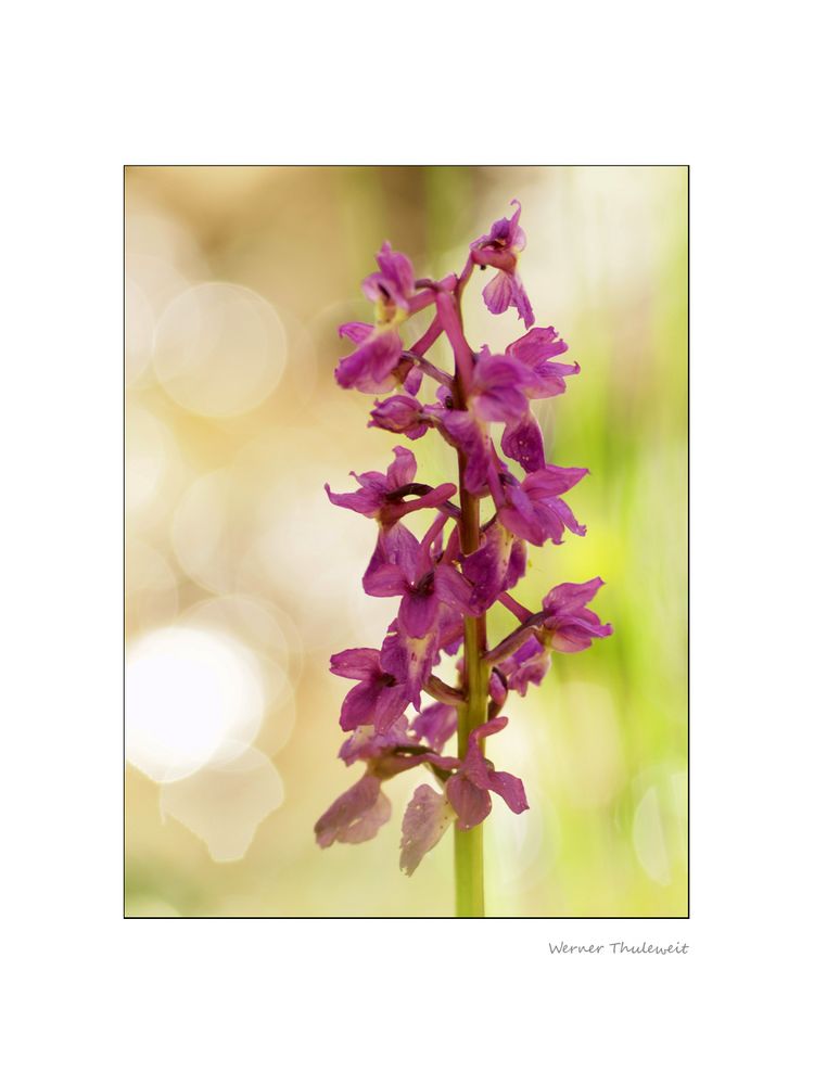 Orchis mascula, Mänliches Knabenkraut