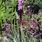 Orchis mascula - Männliches Knabenkraut