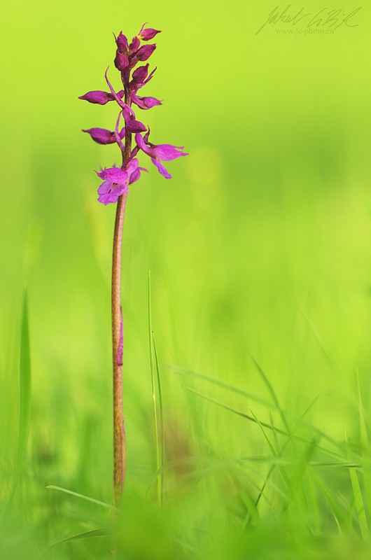 Orchis mascula spp. signifera