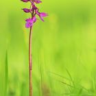 Orchis mascula spp. signifera