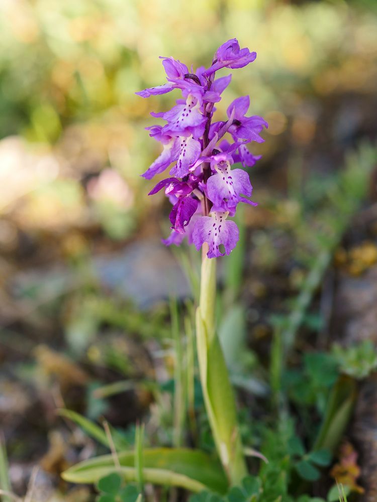 Orchis mascula ssp. ichnusae, Sardisches Manns-Knabenkraut