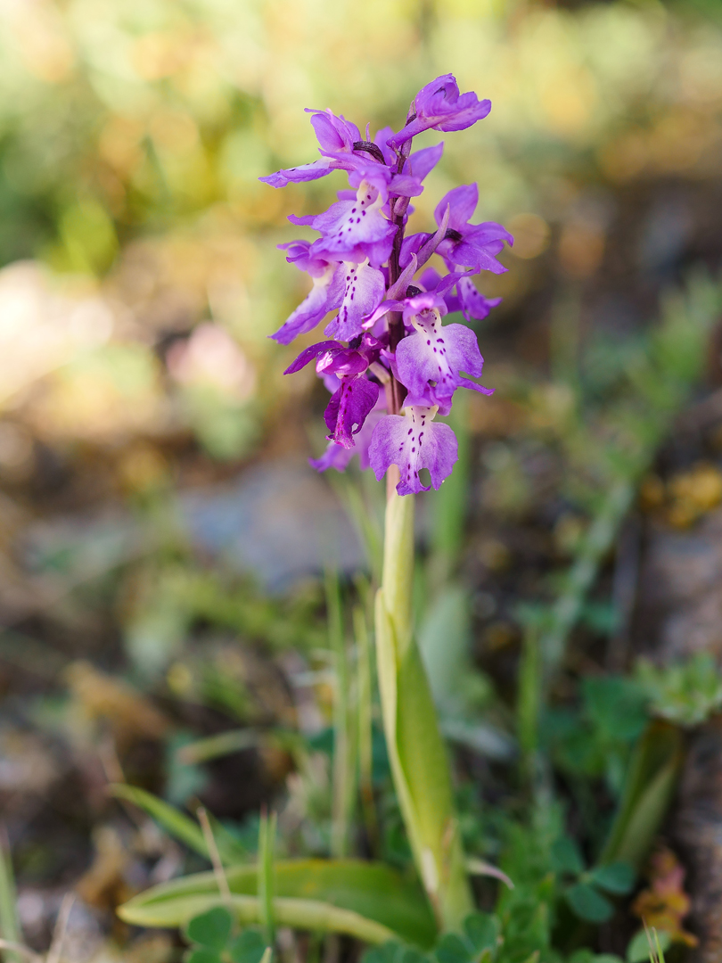 Orchis mascula ssp. ichnusae, Sardisches Manns-Knabenkraut