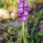 Orchis mascula ssp. ichnusae, Sardisches Manns-Knabenkraut