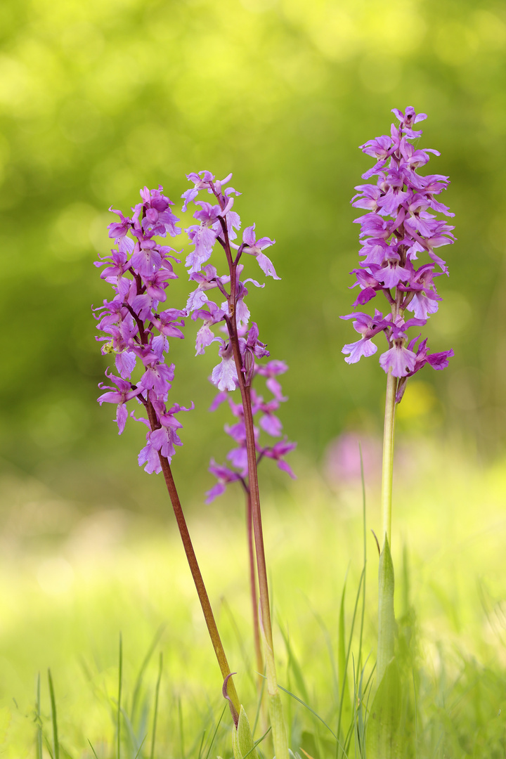 Orchis mascula Stattliches Knabenkraut