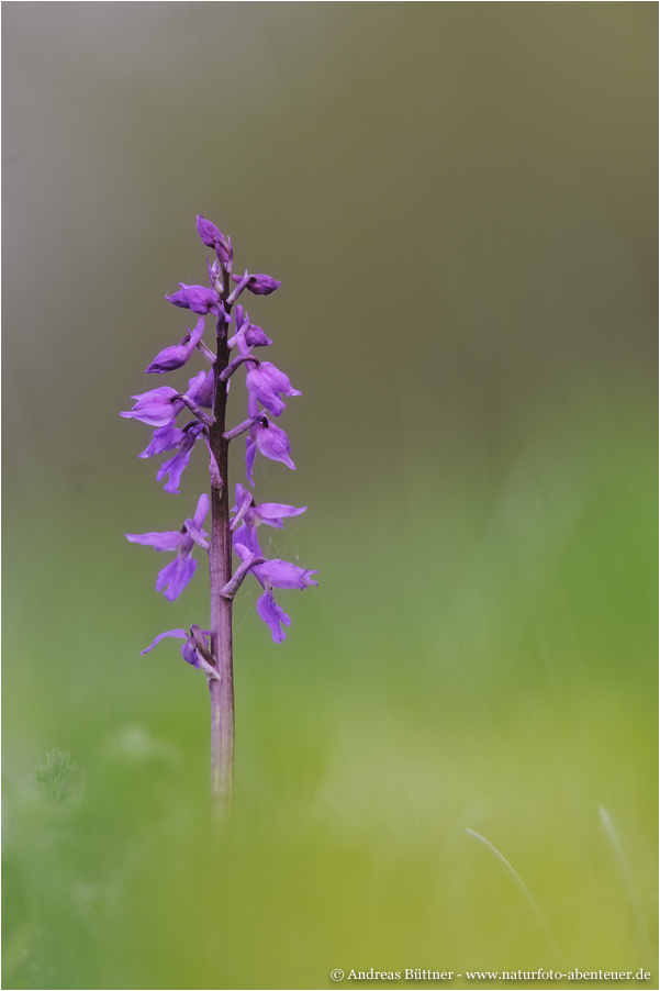 Orchis mascula / Stattliches Knabenkraut