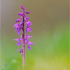 Orchis mascula / Stattliches Knabenkraut