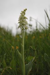 Orchis mascula(Manns Knabenkraut) Albino Form Hessisch Lichtenau 12.5.10