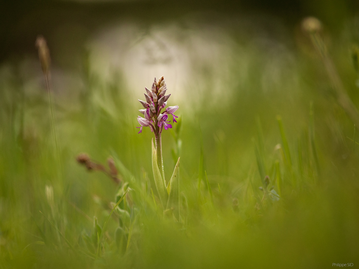 Orchis Militaire