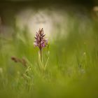 Orchis Militaire