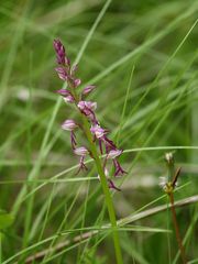 Orchis militaire