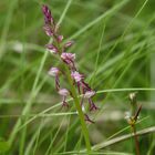 Orchis militaire