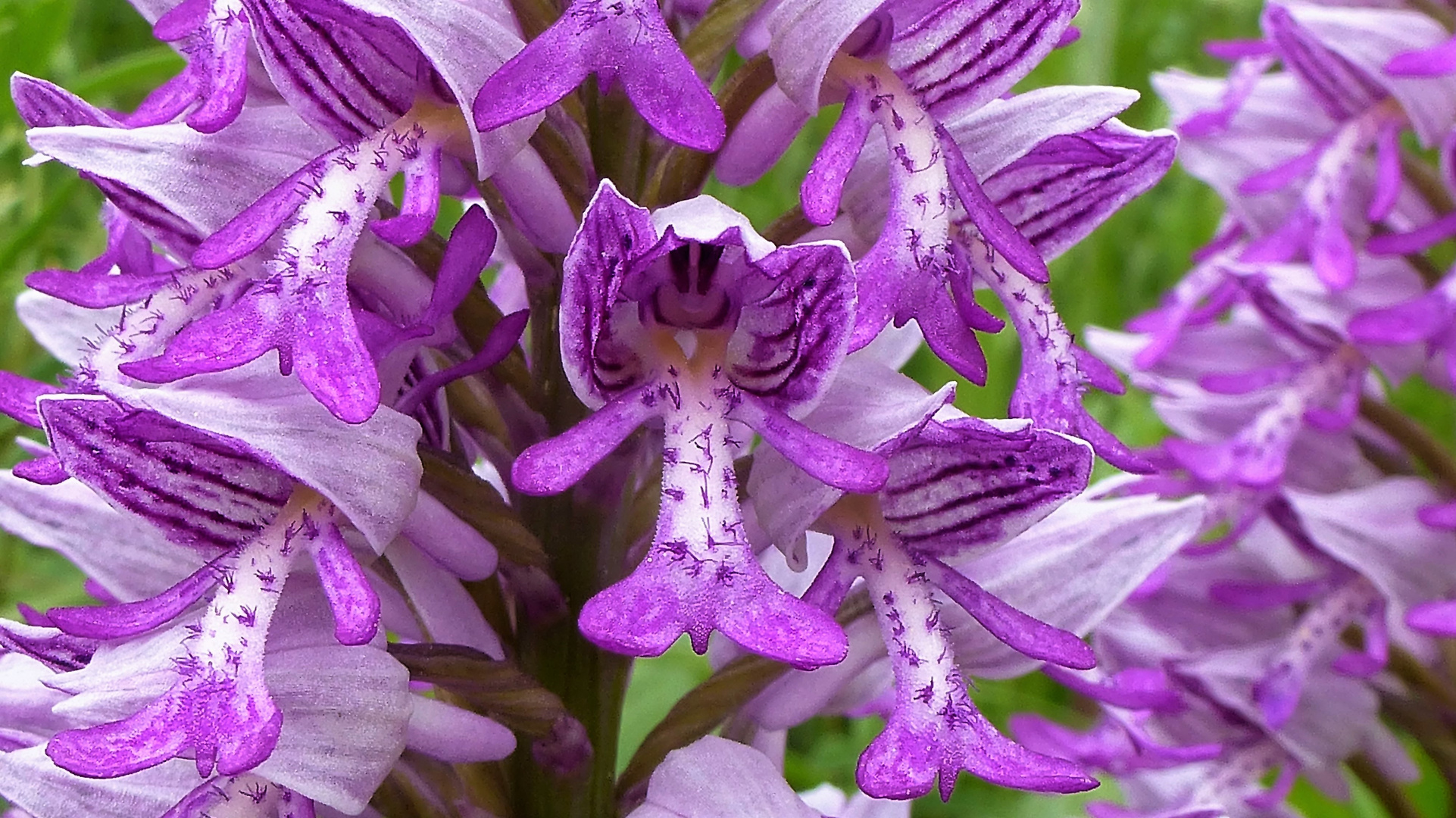 orchis militaire