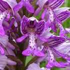 orchis militaire