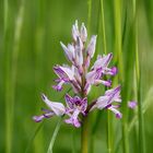 Orchis militaire