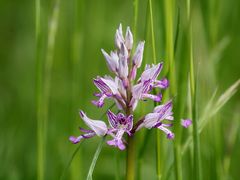 Orchis militaire